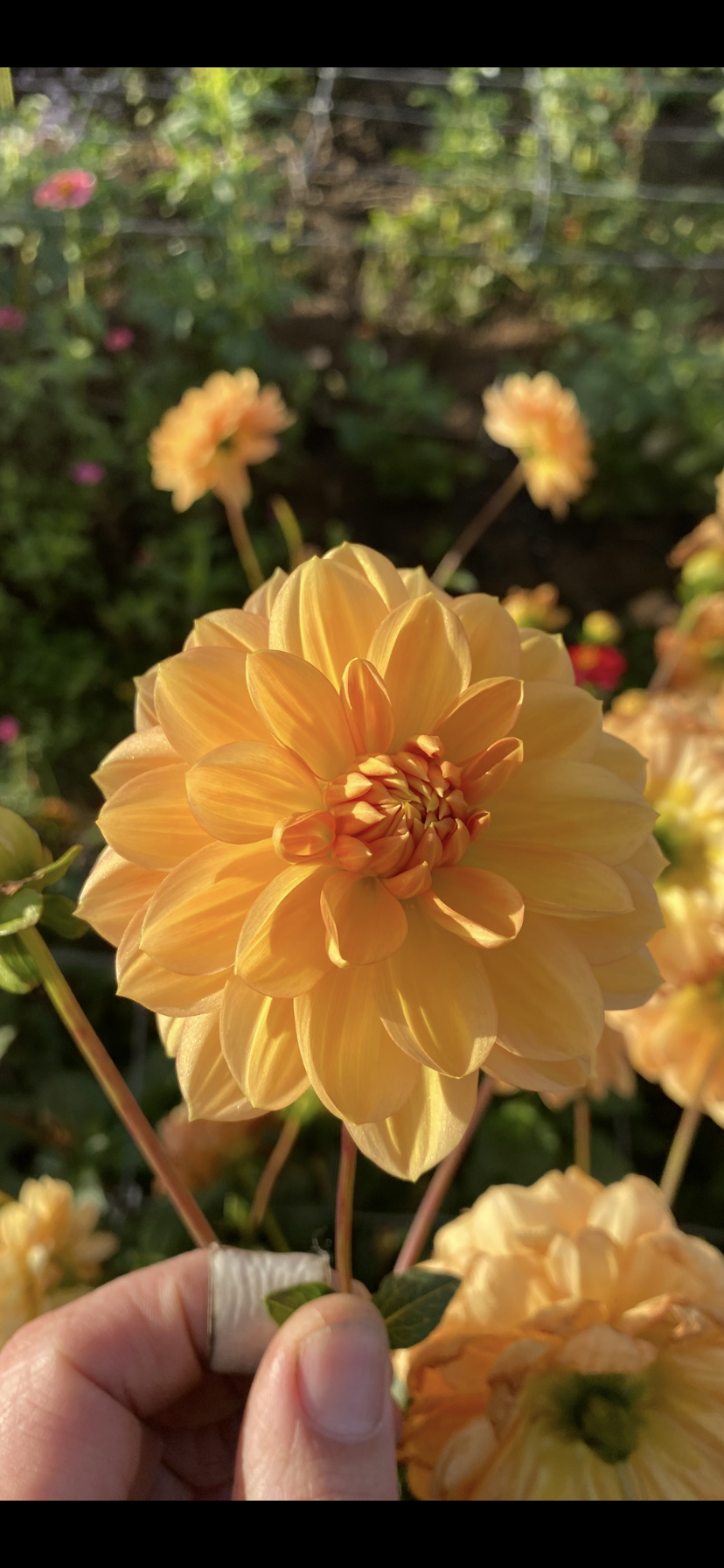 Golden Leader Tuber