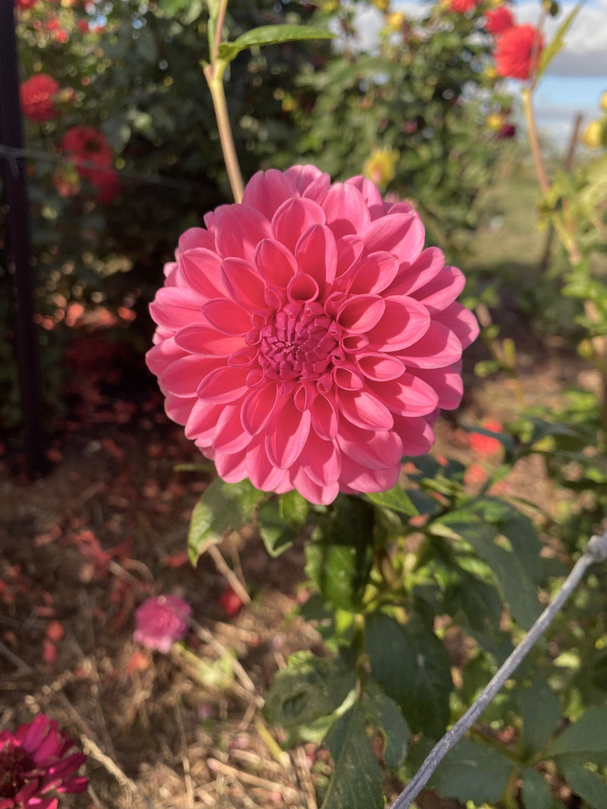 Pink Show Tuber