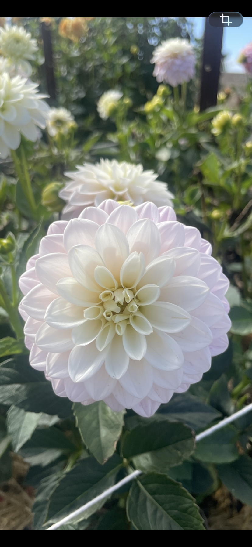 White Decorative Tuber