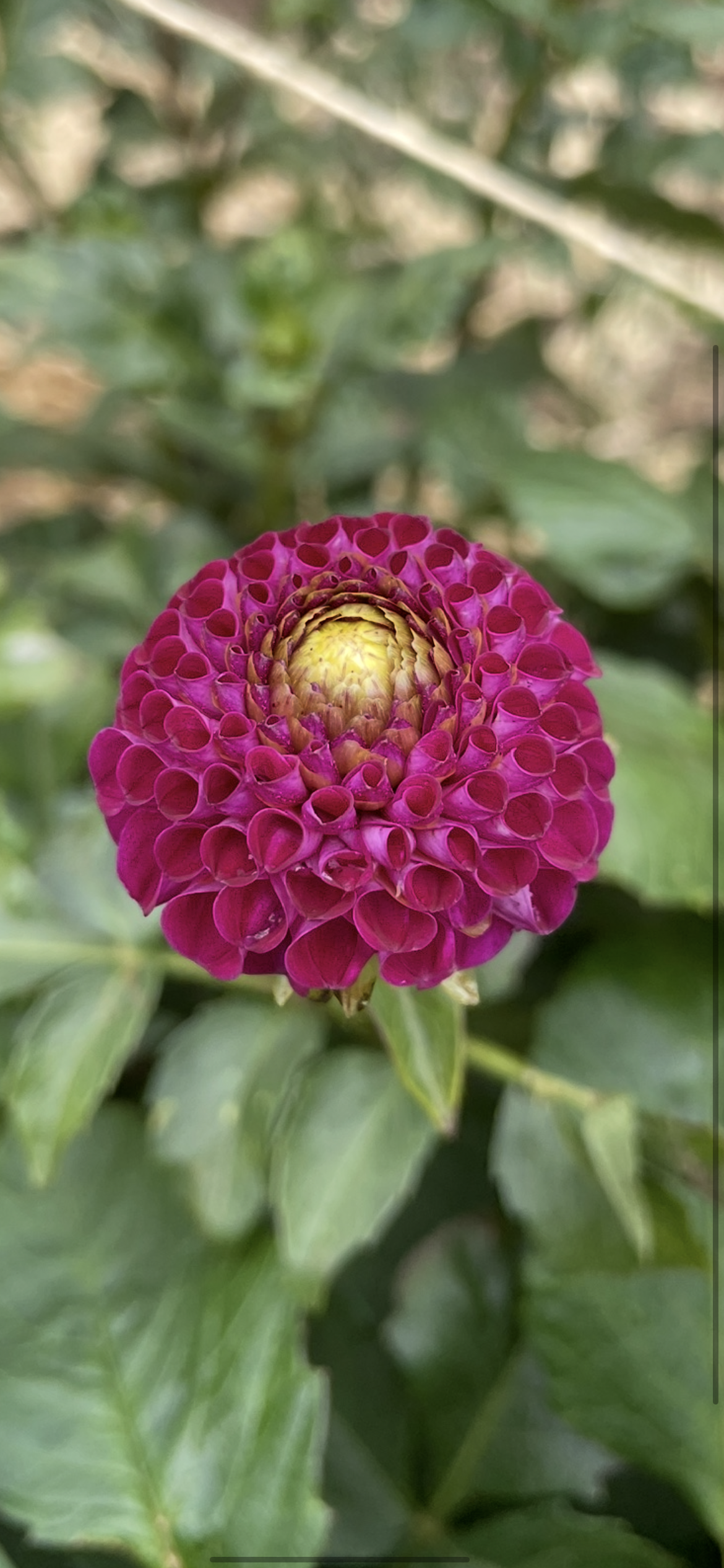 Gordon Lockwood Tuber