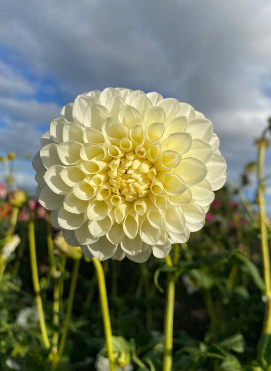 Boundary Snowflake Tuber