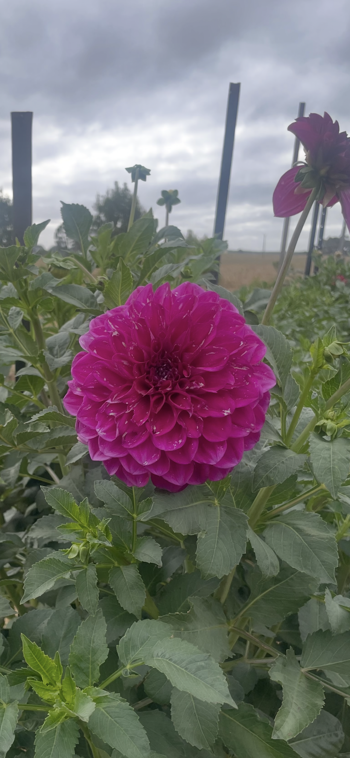 Purple Ball Tuber