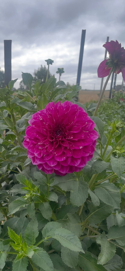 Purple Ball Tuber