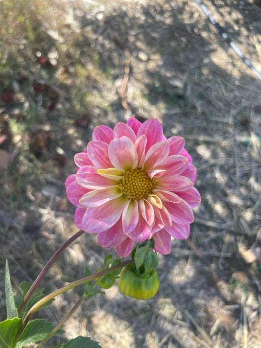 Florelie Strawberry Shortcake Tuber