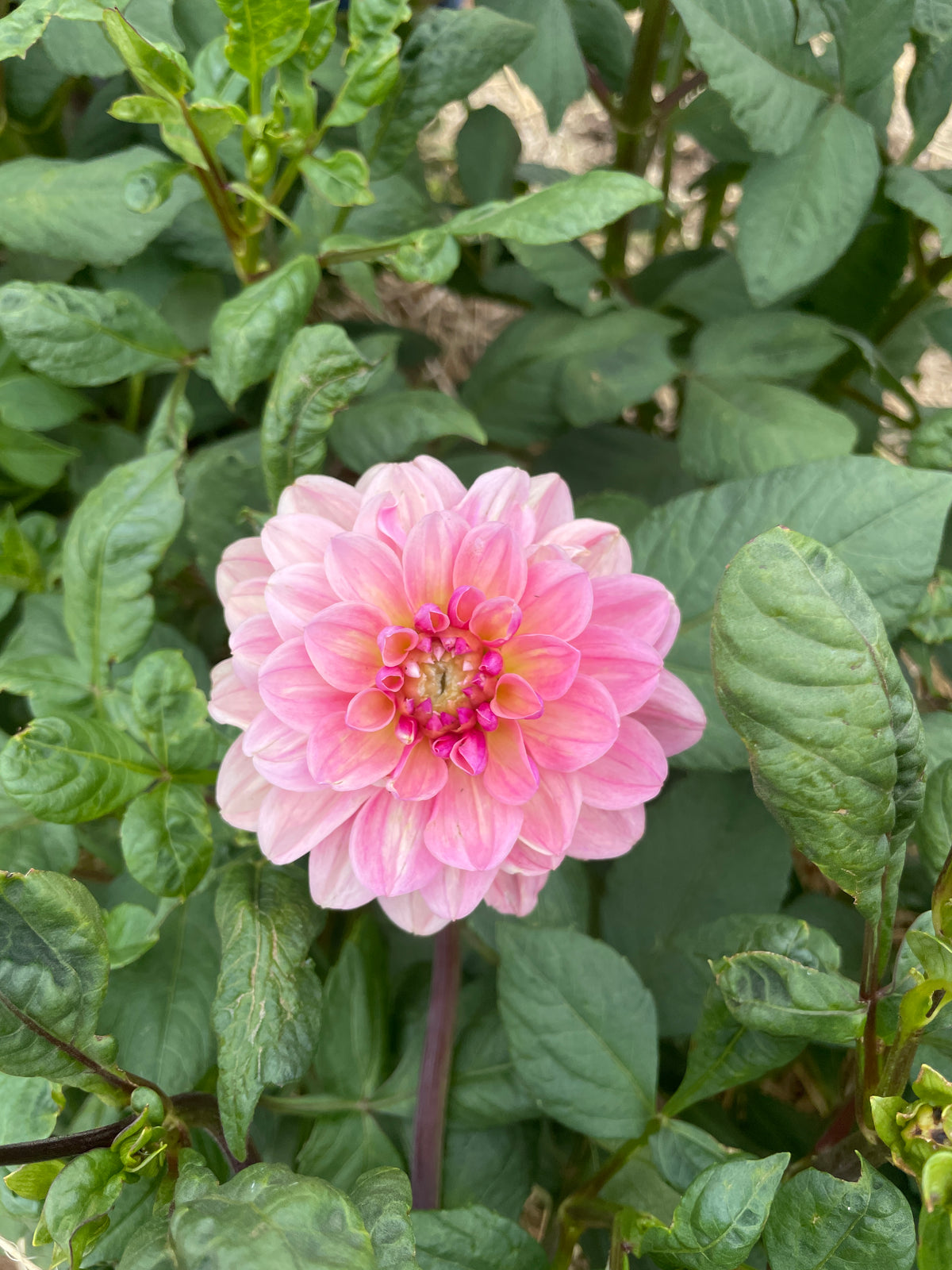 Tropical Dream Tuber