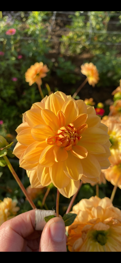 Golden Leader Tuber