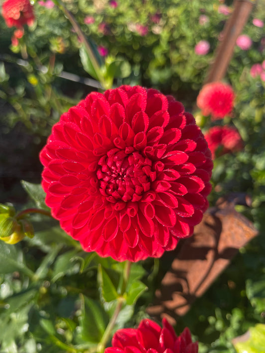 Florelie Neon Tuber