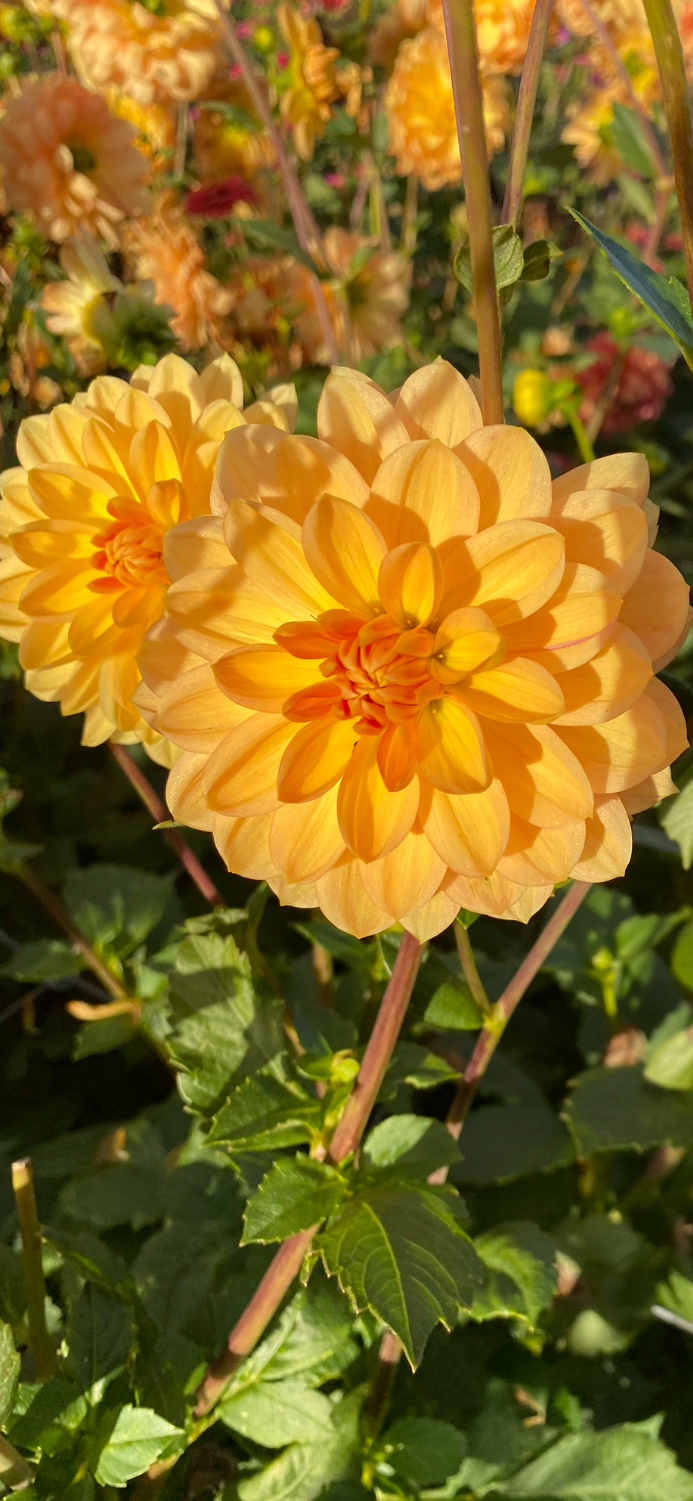 Golden Leader Tuber
