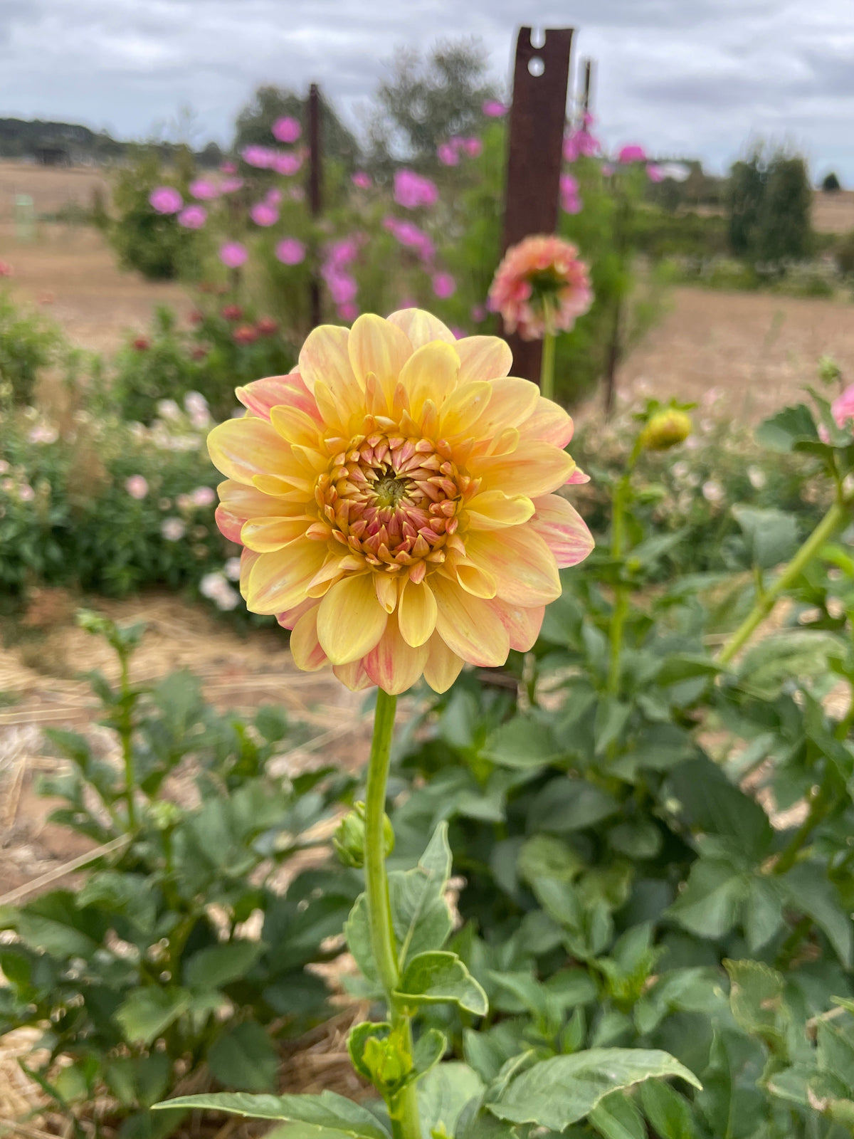 Florelie Fruit Tingle Tuber