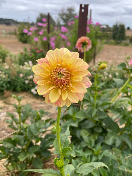 Florelie Fruit Tingle Tuber