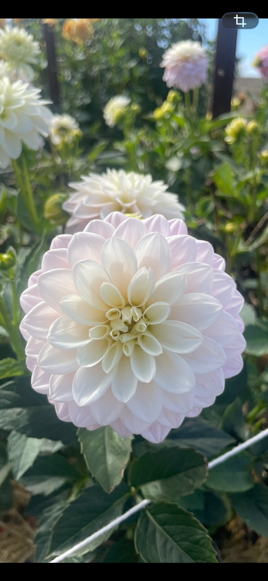 White Decorative Tuber