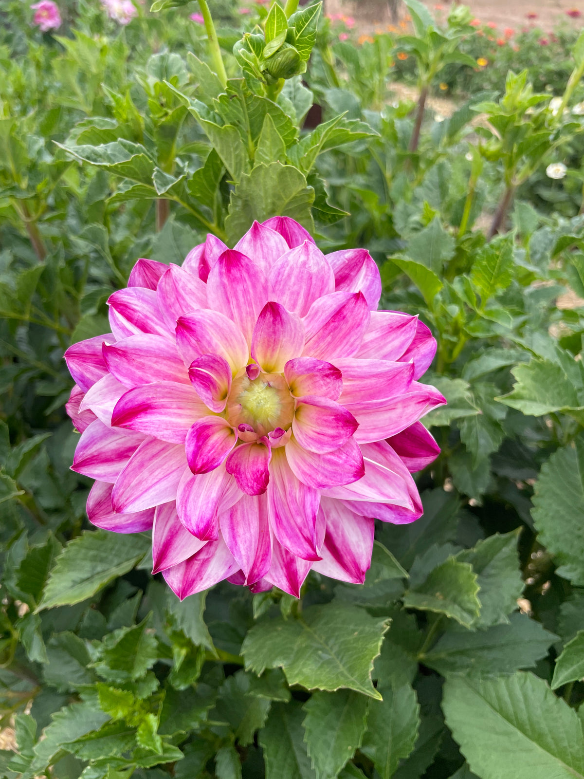 Atlantic Jewels Tuber