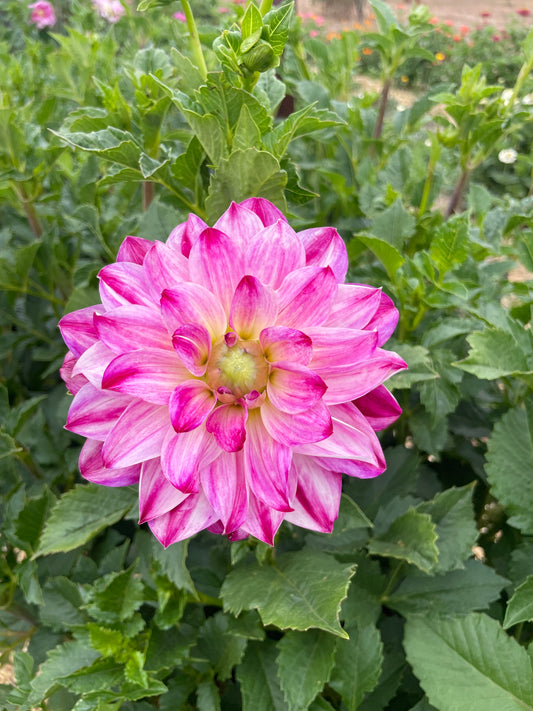 Atlantic Jewels Tuber