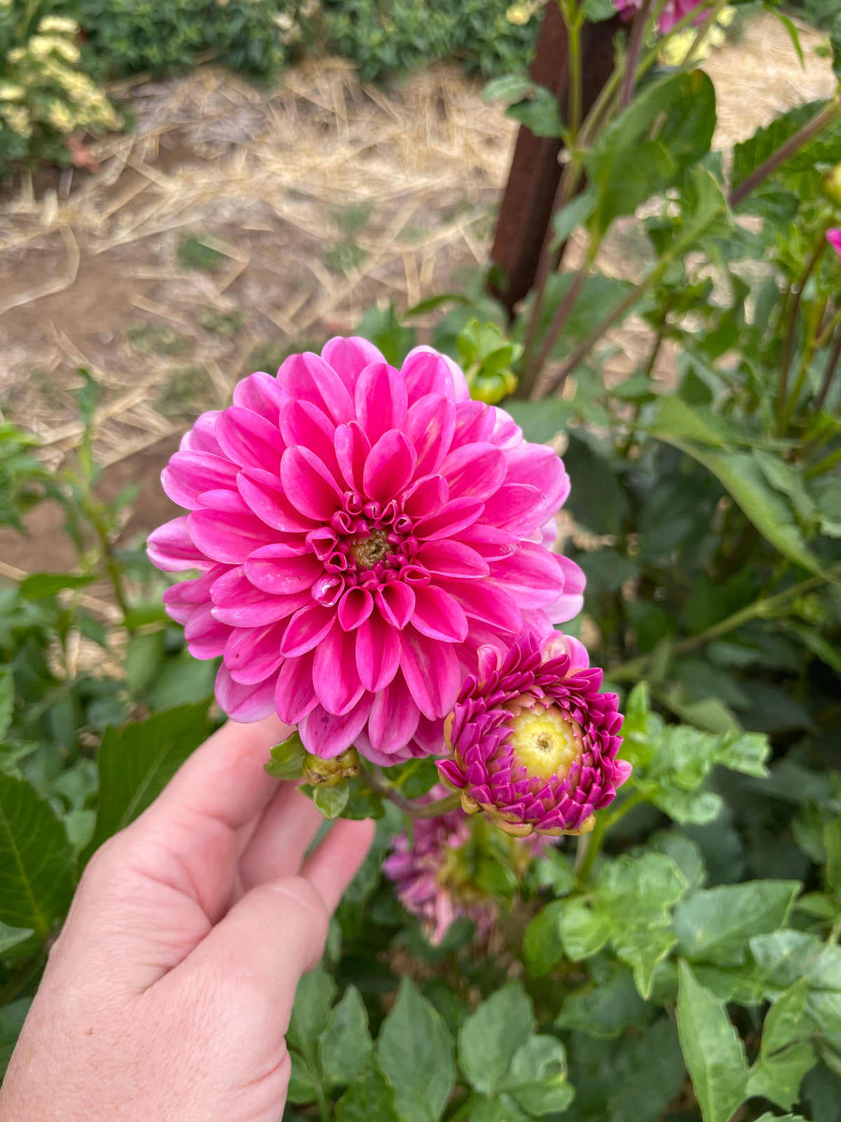 Pink Show Tuber
