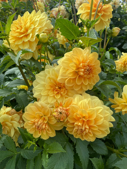 Golden Leader Tuber
