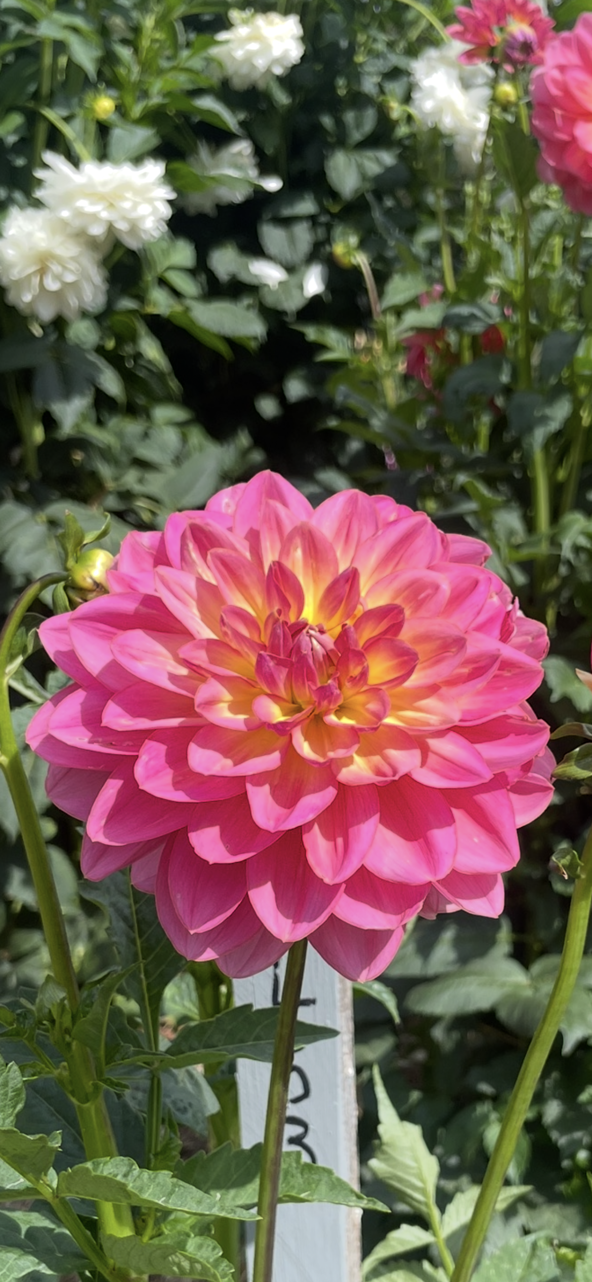 Wildwood Marie Tuber