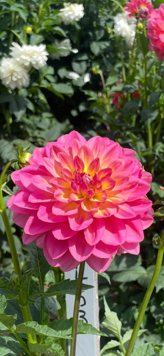 Wildwood Marie Tuber