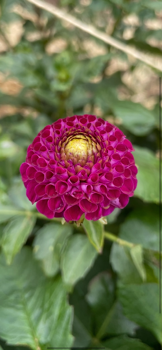 Gordon Lockwood Tuber